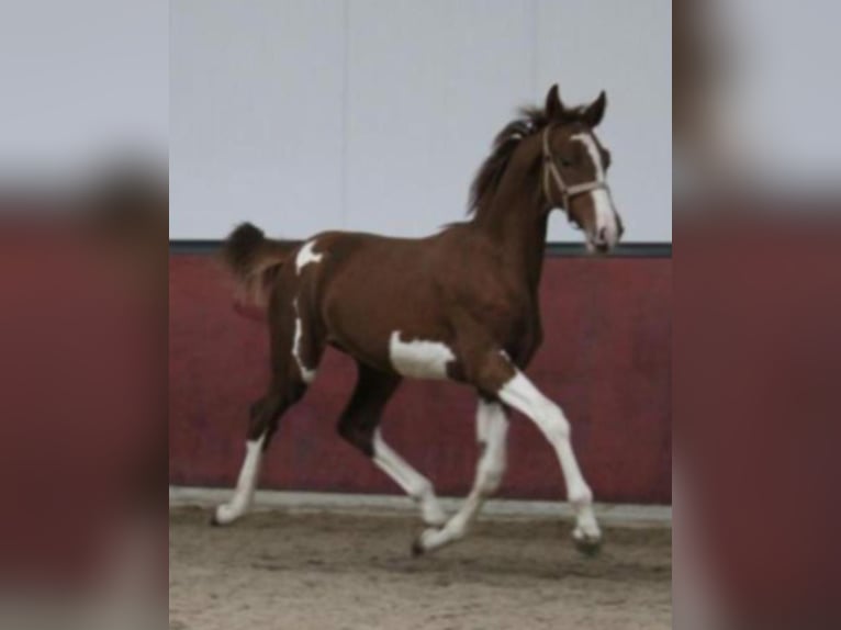 KWPN Mare 7 years 16 hh Pinto in Friesoythe