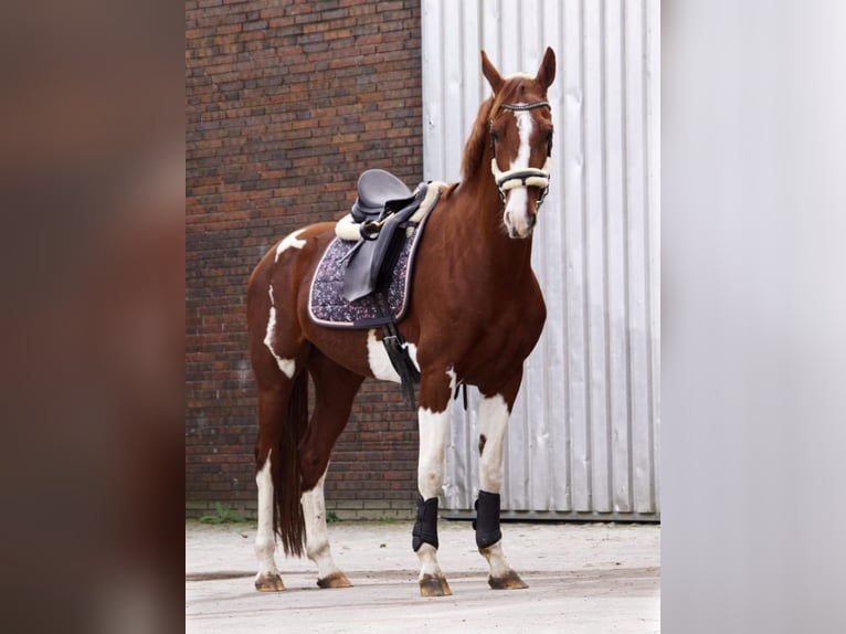 KWPN Mare 7 years 16 hh Pinto in Friesoythe