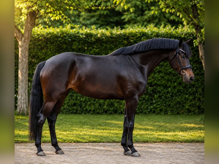 KWPN Mare 7 years 16 hh Smoky-Black in Diever