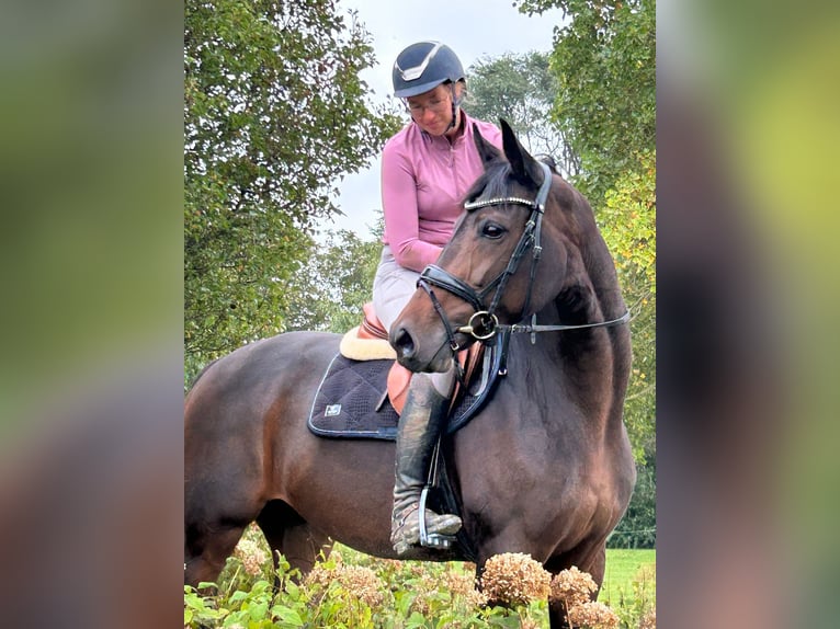 KWPN Mare 7 years 16,1 hh Bay-Dark in Almkerk