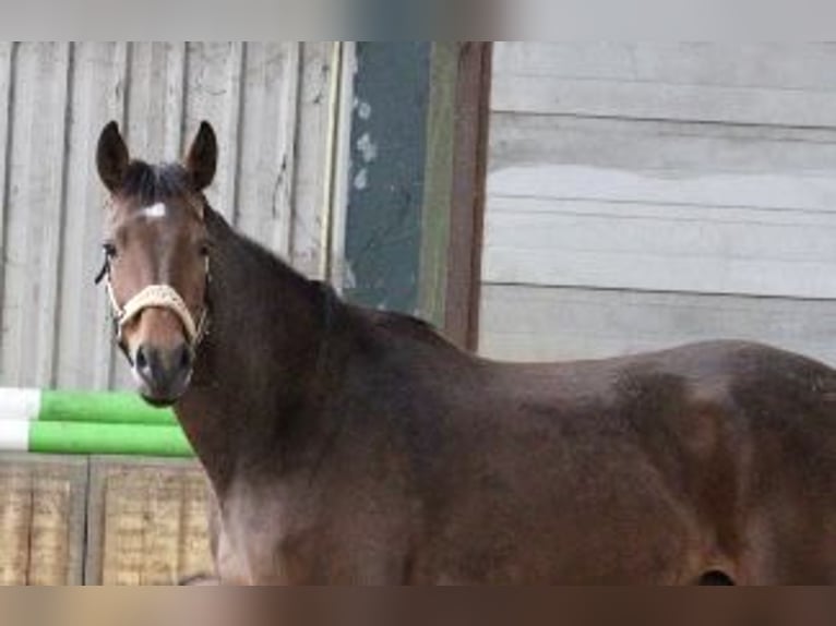 KWPN Mare 7 years 16,1 hh Bay-Dark in Budel-Schoot