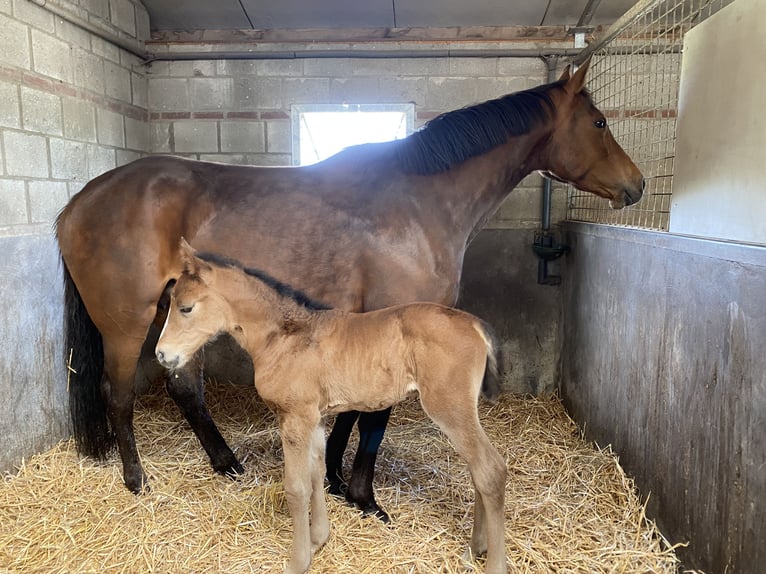 KWPN Mare 7 years 16,1 hh Bay-Dark in Budel-Schoot