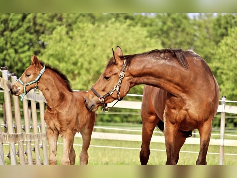 KWPN Mare 7 years 16,1 hh Bay-Dark in Budel-Schoot