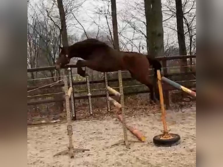 KWPN Mare 7 years 16,1 hh Bay-Dark in Budel-Schoot
