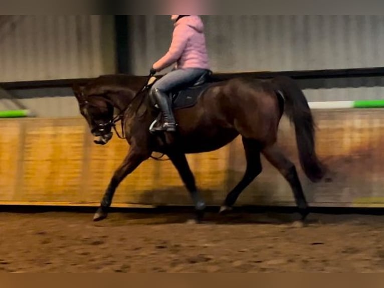 KWPN Mare 7 years 16,1 hh Bay-Dark in Budel-Schoot