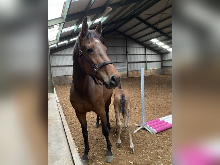 KWPN Mare 7 years 16,1 hh Bay-Dark in Budel-Schoot