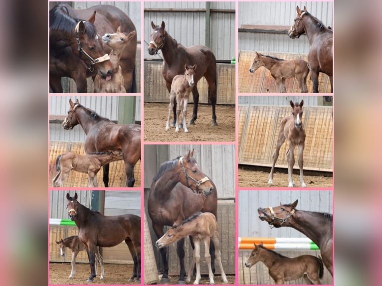 KWPN Mare 7 years 16,1 hh Bay-Dark in Budel-Schoot