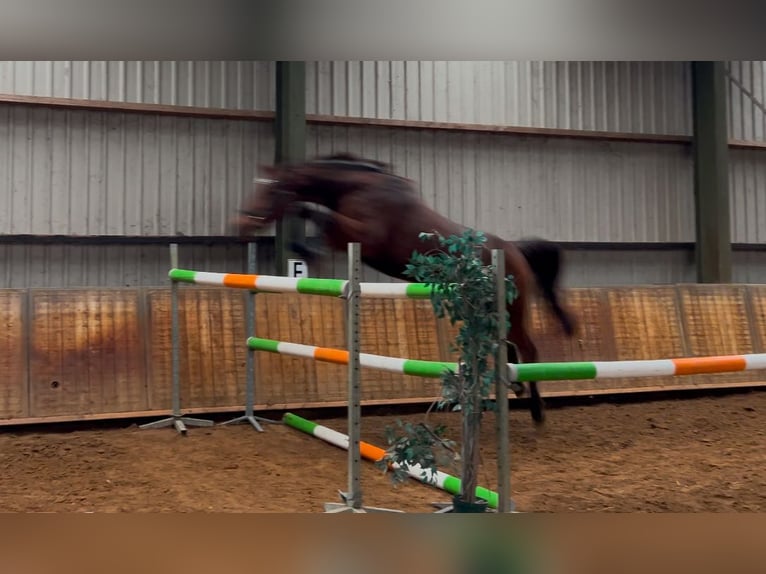 KWPN Mare 7 years 16,1 hh Bay-Dark in Budel-Schoot