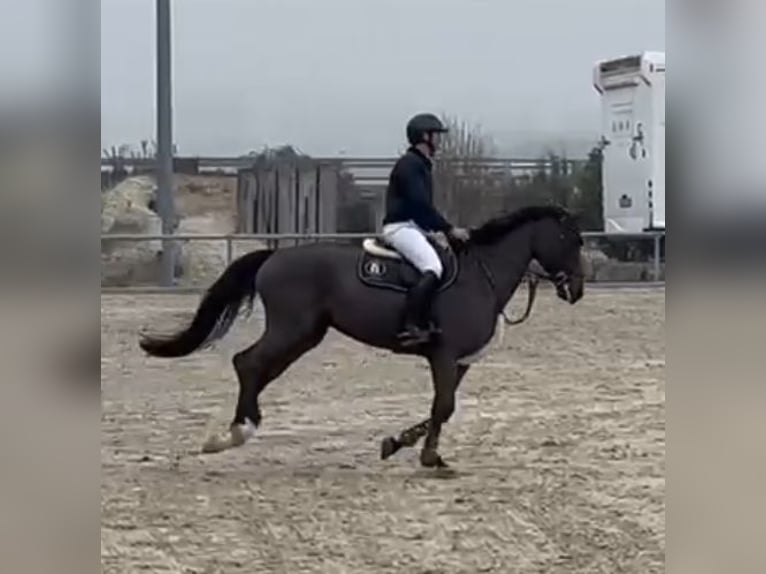 KWPN Mare 7 years 16,1 hh Bay-Dark in Bielefeld