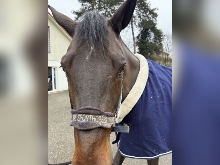 KWPN Mare 7 years 16,1 hh Bay-Dark in Solothurn