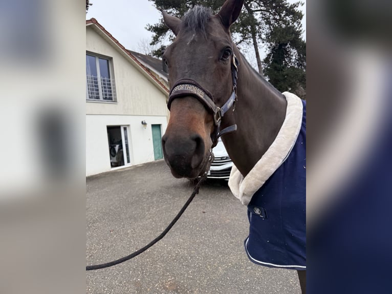 KWPN Mare 7 years 16,1 hh Bay-Dark in Solothurn