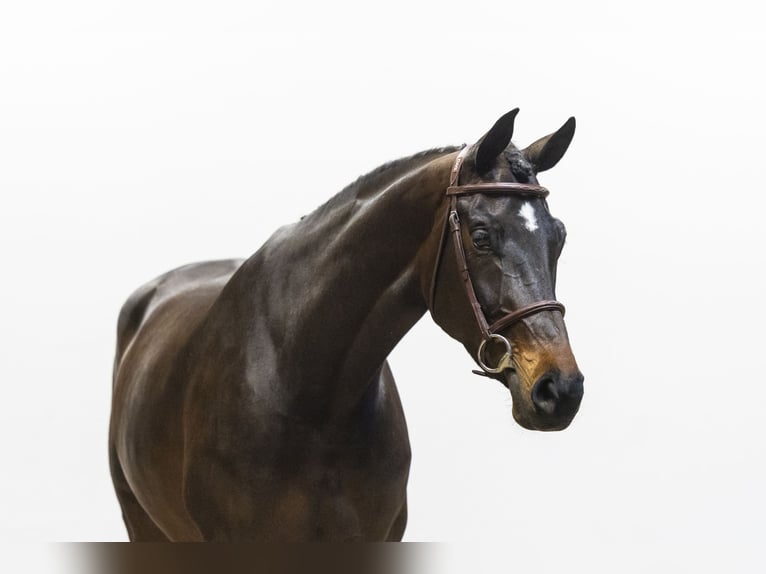 KWPN Mare 7 years 16,1 hh Bay-Dark in Waddinxveen