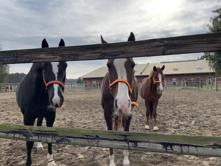 KWPN Mare 7 years 16,1 hh Black in Tremsdorf