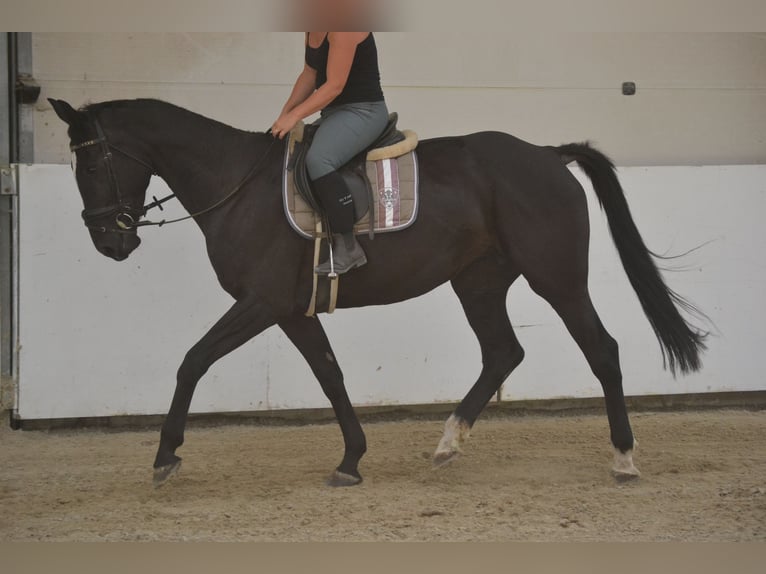KWPN Mare 7 years 16,1 hh Black in Breda