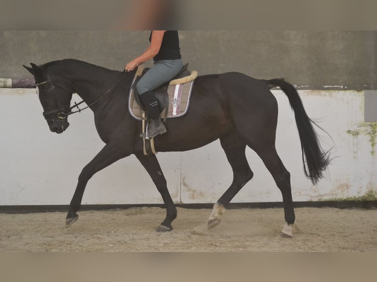 KWPN Mare 7 years 16,1 hh Black in Breda