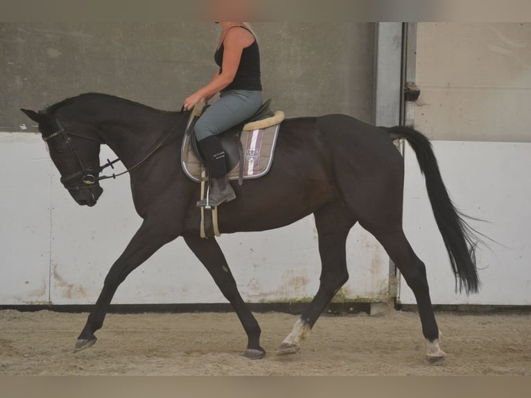 KWPN Mare 7 years 16,1 hh Black in Breda