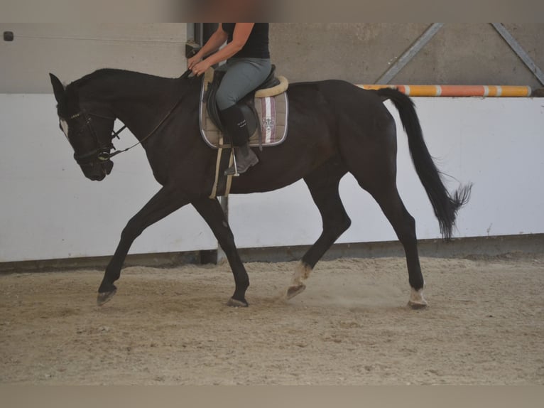 KWPN Mare 7 years 16,1 hh Black in Breda