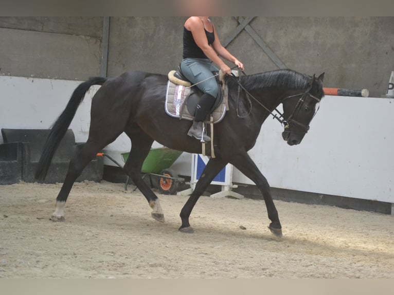 KWPN Mare 7 years 16,1 hh Black in Breda