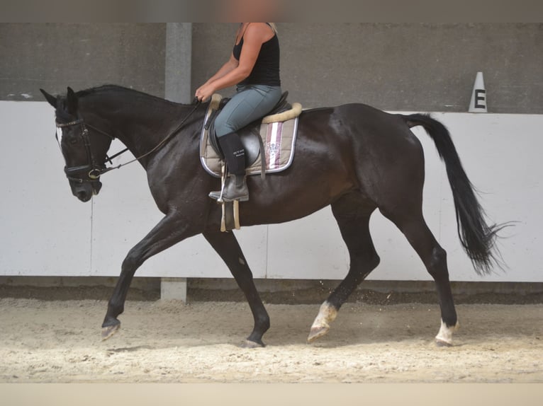 KWPN Mare 7 years 16,1 hh Black in Breda