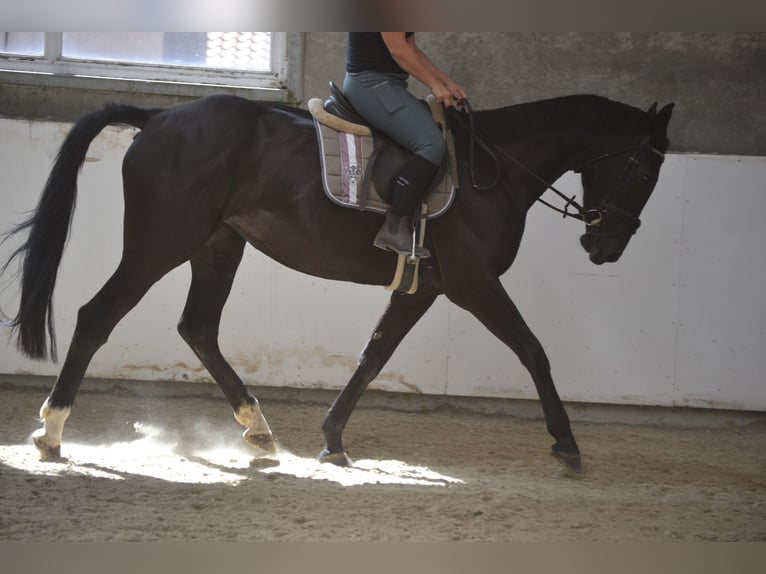 KWPN Mare 7 years 16,1 hh Black in Breda