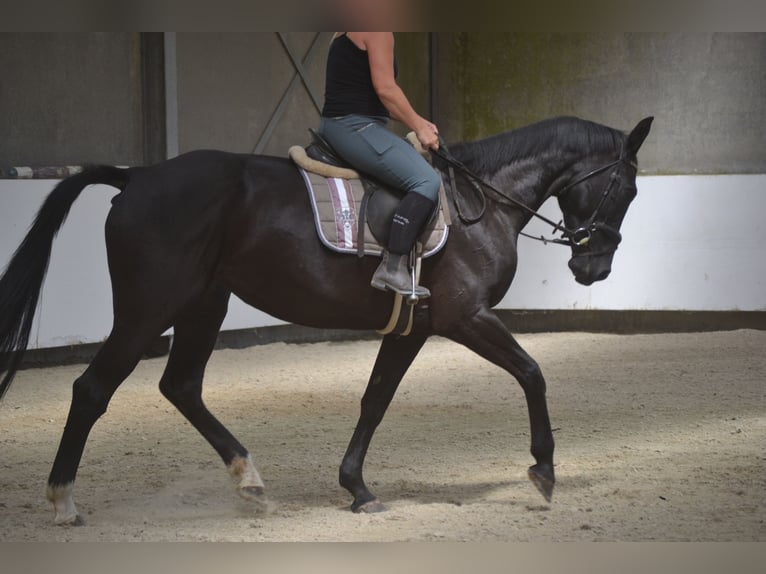KWPN Mare 7 years 16,1 hh Black in Breda