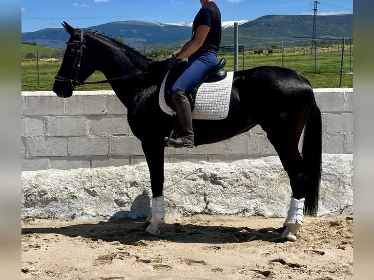KWPN Mare 7 years 16,1 hh Black in EspirdoTizneros