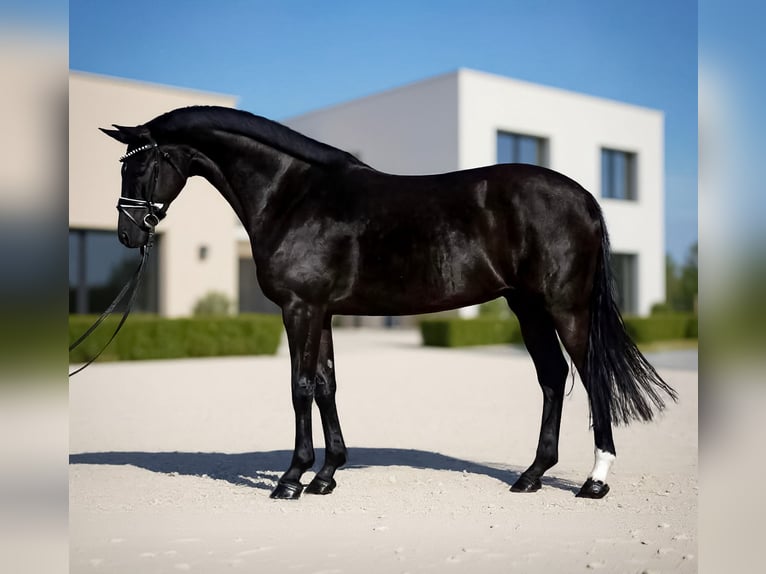 KWPN Mare 7 years 16,1 hh Black in Zalaegerszeg KWPN Mare 7 years 16,1 hh Black in Zalaegerszeg