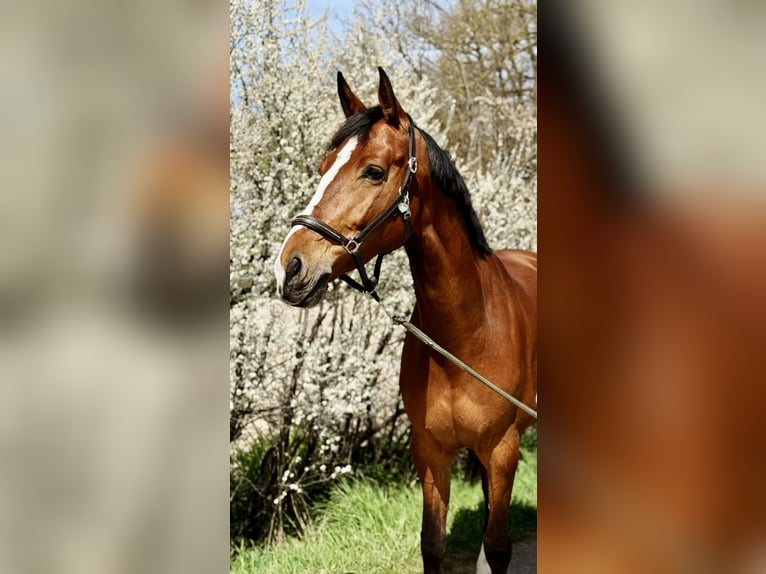 KWPN Mare 7 years 16,1 hh Brown in Nürnberg KWPN Mare 7 years 16,1 hh Brown in Nürnberg