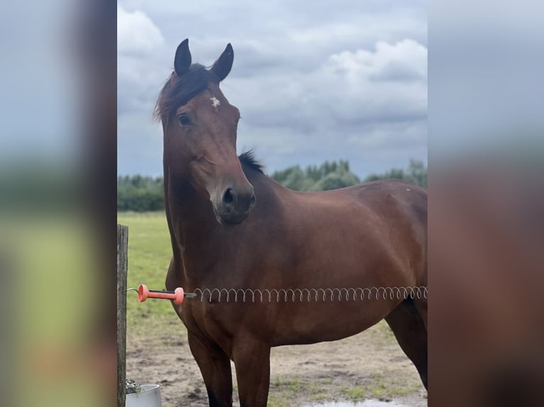 KWPN Mare 7 years 16,1 hh Brown in Breda