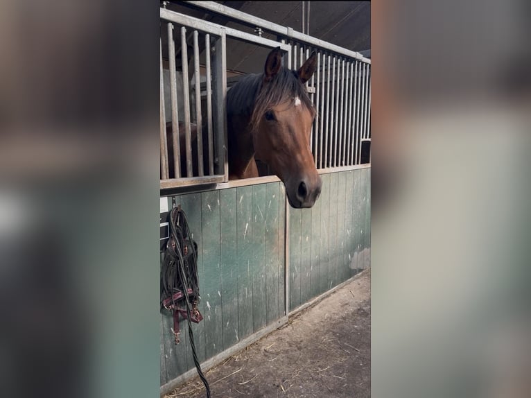 KWPN Mare 7 years 16,1 hh Brown in Breda
