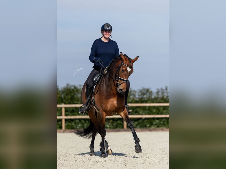 KWPN Mare 7 years 16,1 hh Brown in Scheperijen 1 Donderen