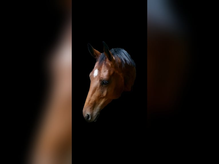 KWPN Mare 7 years 16,1 hh Brown in Oldenzaal