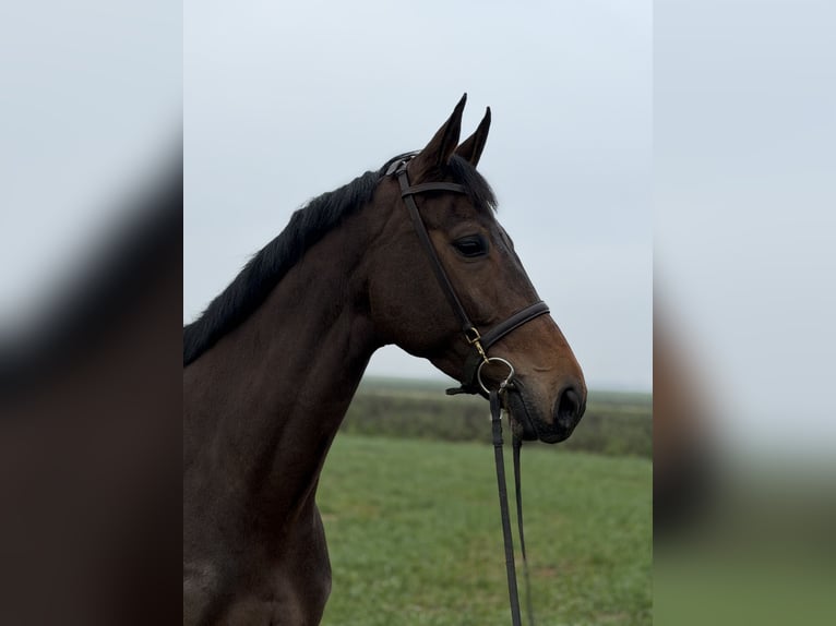 KWPN Mare 7 years 16,1 hh Brown in Geilenkirchen