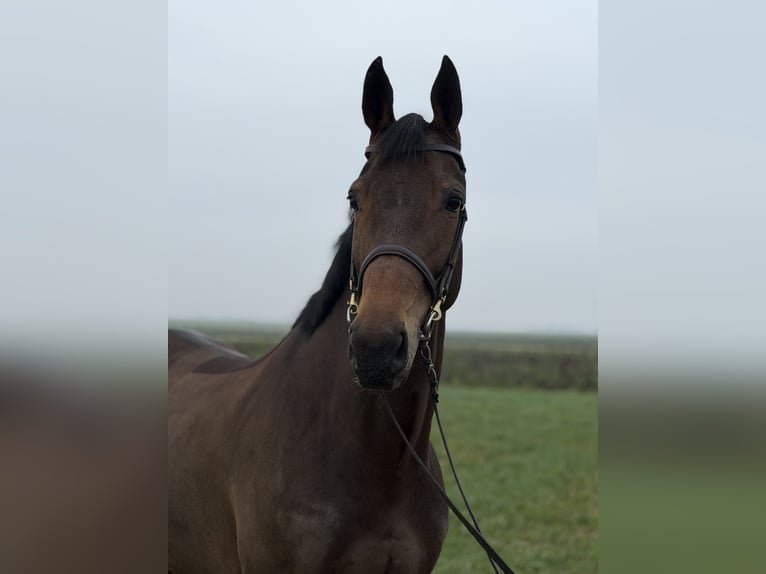 KWPN Mare 7 years 16,1 hh Brown in Geilenkirchen