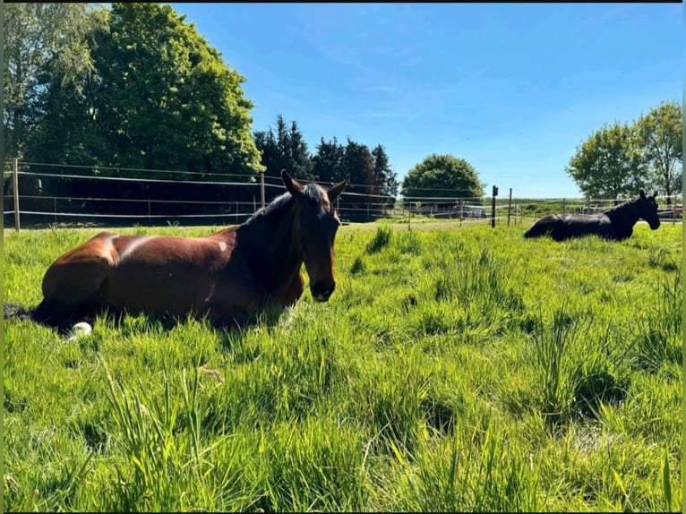 KWPN Mare 7 years 16,1 hh Brown in Edewecht
