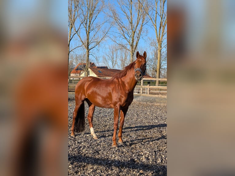 KWPN Mare 7 years 16,1 hh Chestnut-Red in Assenede