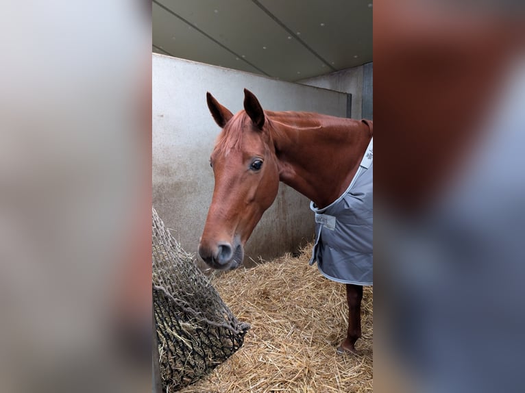 KWPN Mare 7 years 16,1 hh Chestnut-Red in Assenede