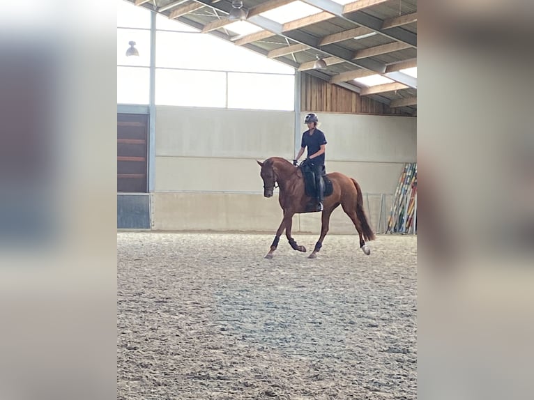 KWPN Mare 7 years 16,1 hh Chestnut-Red in Assenede