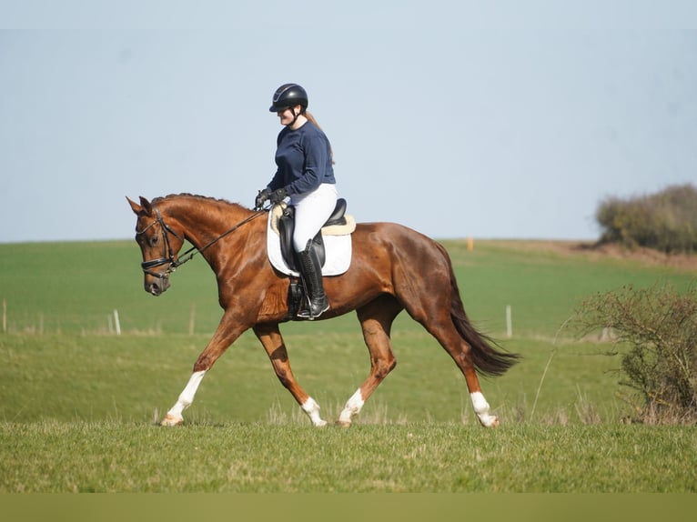 KWPN Mare 7 years 16,1 hh Chestnut-Red in Nettersheim