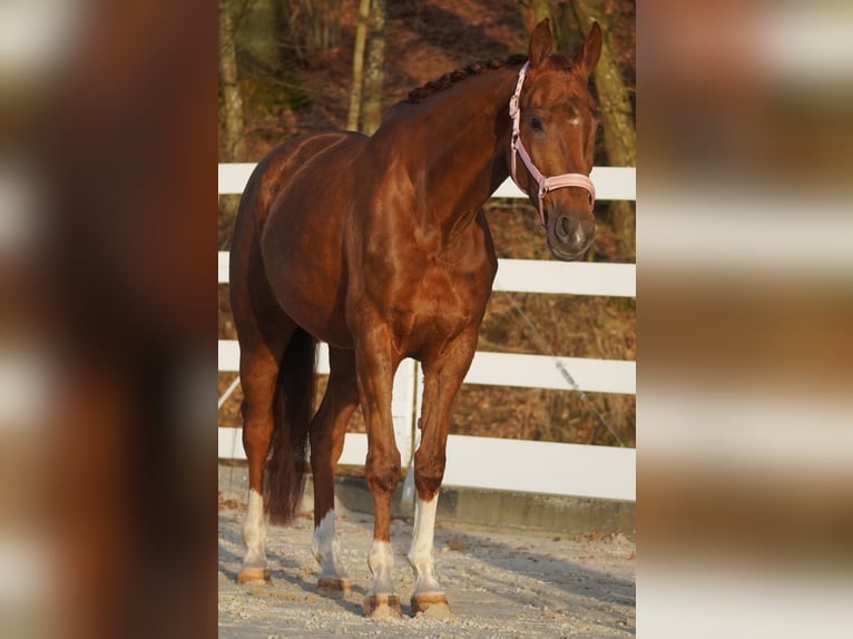 KWPN Mare 7 years 16,1 hh Chestnut-Red in Nettersheim