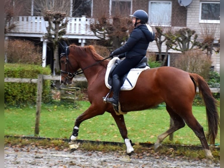 KWPN Mare 7 years 16,1 hh Chestnut-Red in Neuss