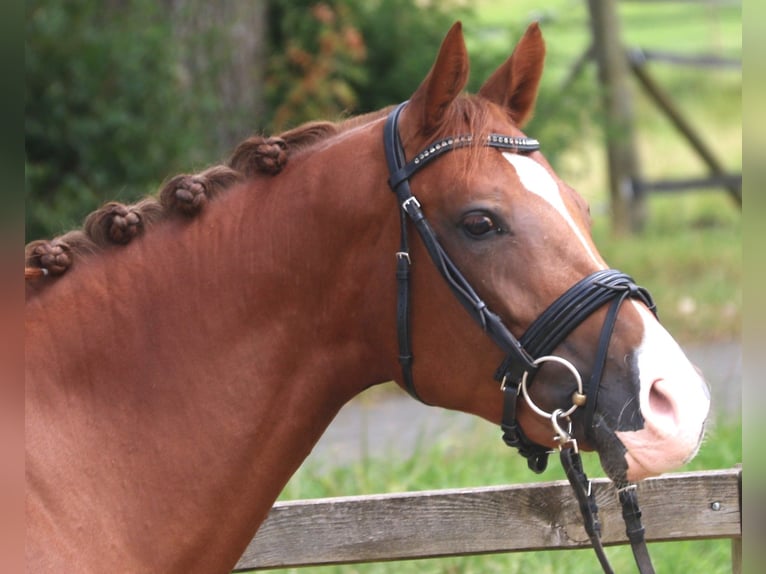 KWPN Mare 7 years 16,1 hh Chestnut-Red in Bad D&#xFC;rrheim