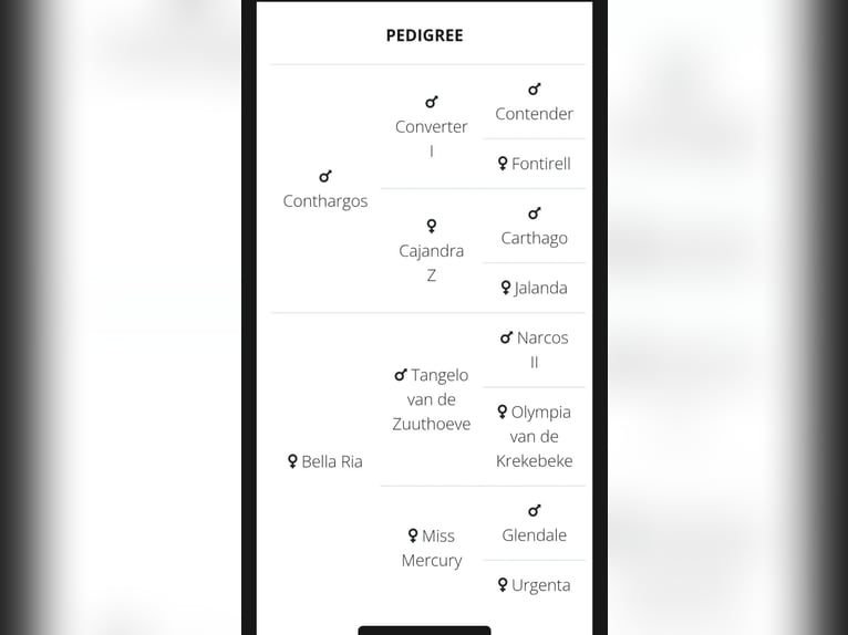 KWPN Mare 7 years 16,1 hh Chestnut in Shumen