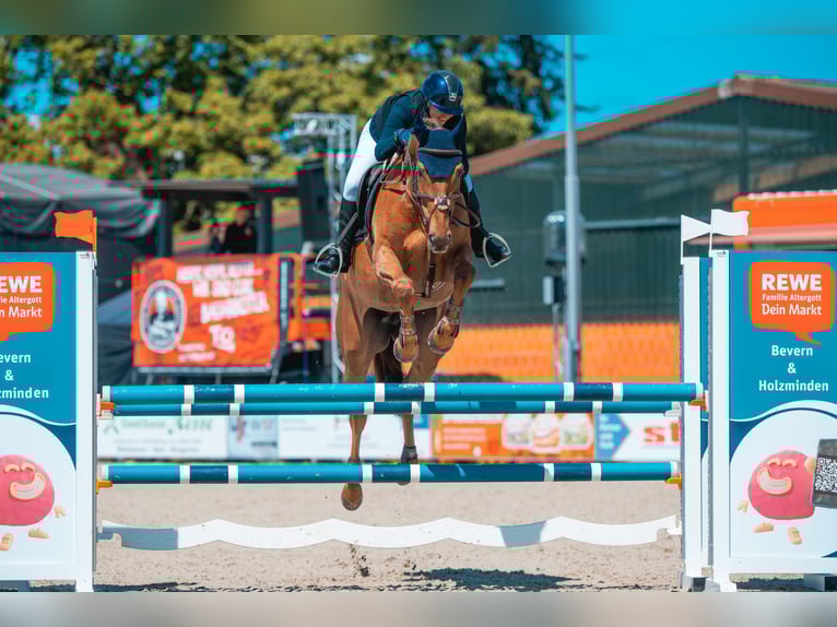 KWPN Mare 7 years 16,1 hh Chestnut in Werder (Havel)