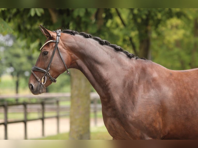 KWPN Mare 7 years 16,1 hh in Xanten