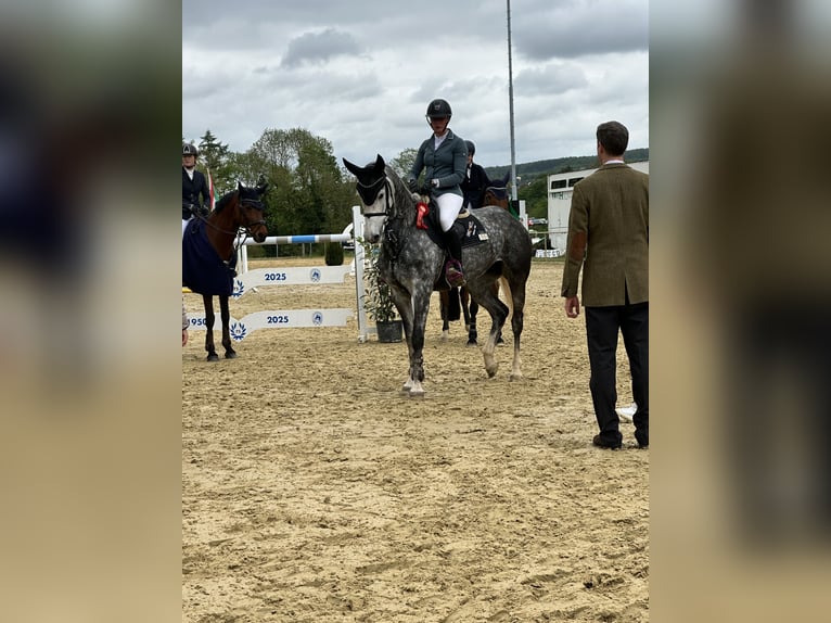 KWPN Mare 7 years 16,1 hh Gray in DiemelseeDiemelsee