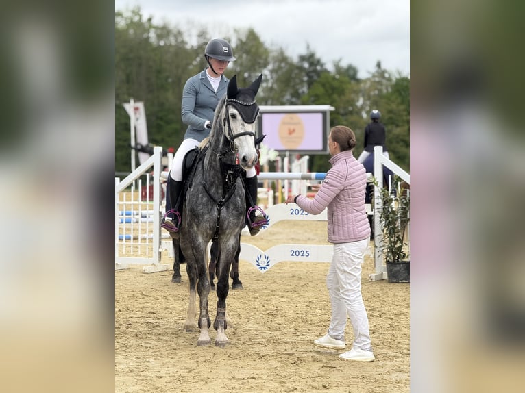 KWPN Mare 7 years 16,1 hh Gray in DiemelseeDiemelsee