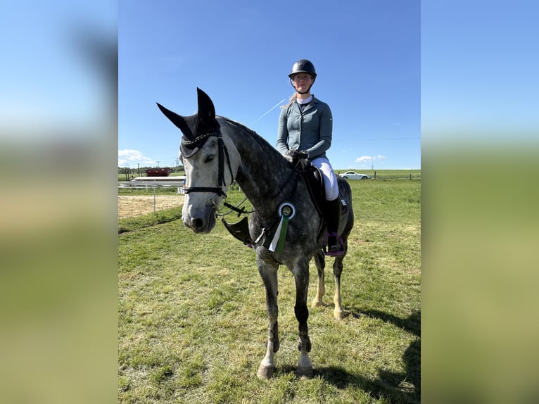 KWPN Mare 7 years 16,1 hh Gray in DiemelseeDiemelsee