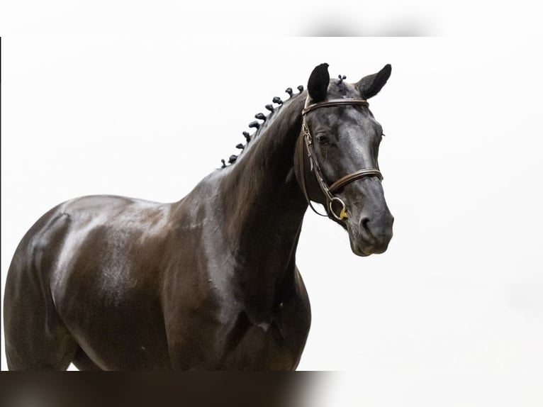 KWPN Mare 7 years 16,1 hh  in GROTE-BROGEL