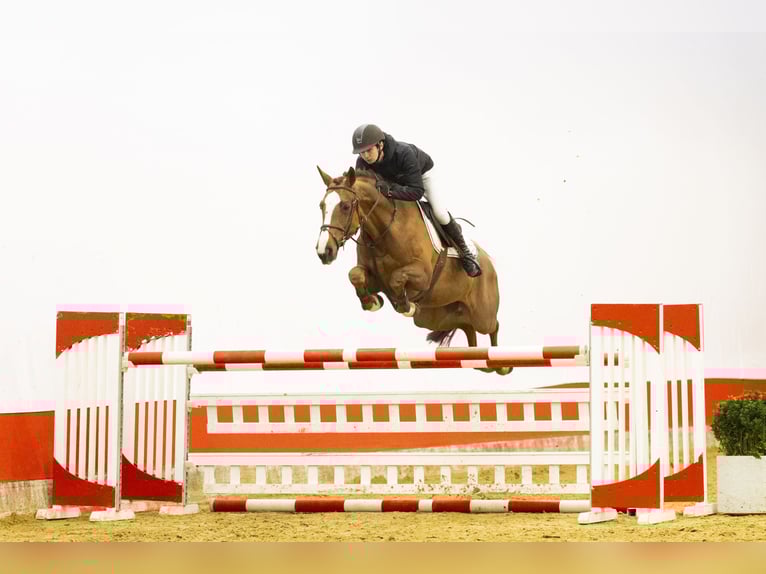 KWPN Mare 7 years 16,1 hh  in Waddinxveen